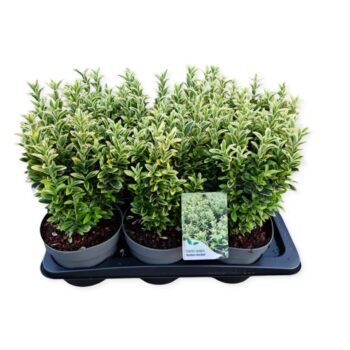 Euonymus jap. 'Golden Rocket'