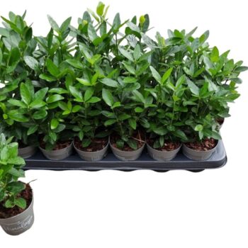 Euonymus jap. 'Himalaya'