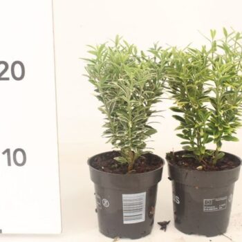 Euonymus jap. 'Golden Rocket'