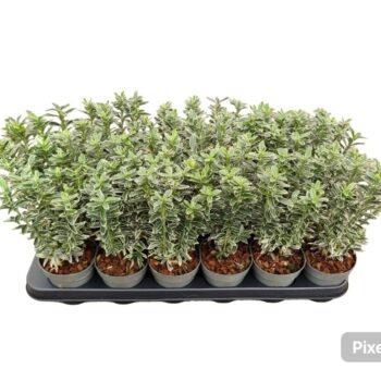 Euonymus jap. 'Microphyllus Albovariegatus'