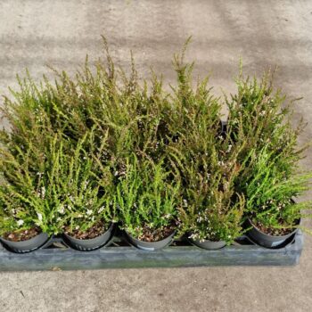 Calluna vulgaris