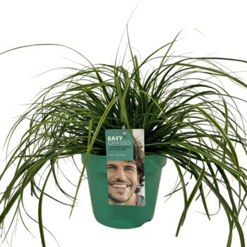 Carex oshimensis Everlime GROEN
