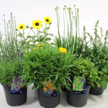 Vaste planten mix laag