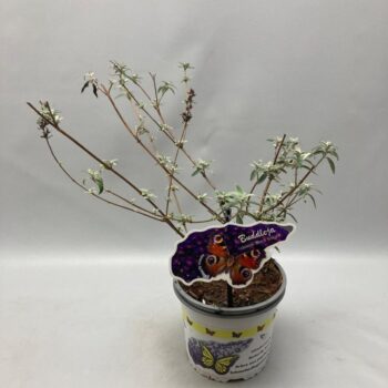 Buddleja Davidii 'Black Knight' C2