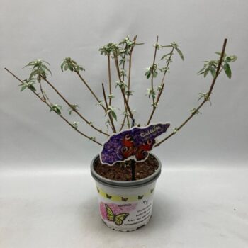 Buddleja davidii 'Empire Blue' C2