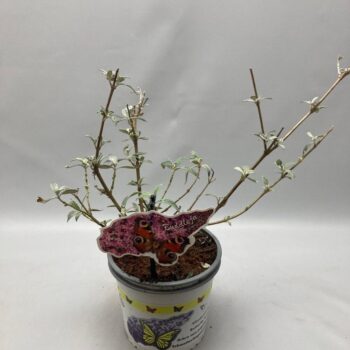 Buddleja davidii 'Pink Delight' C2