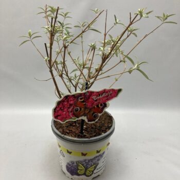 Buddleja Davidii 'Royal Red' C2