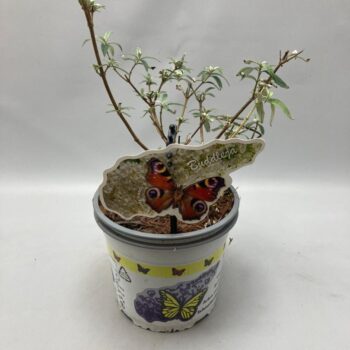 Buddleja Davidii 'White Profusion' C2