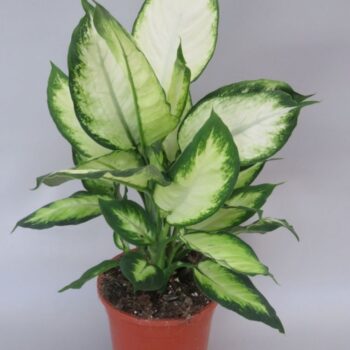 Dieffenbachia Chrystal White