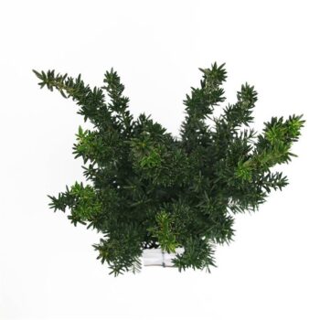 Taxus media 'Hillii'