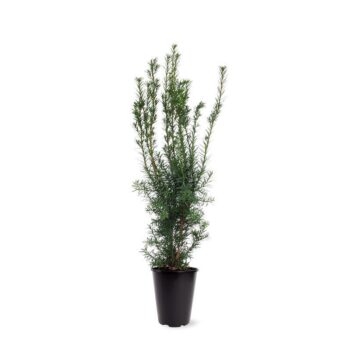Taxus media 'Hicksii'