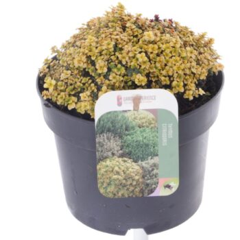 Thymus citr. Doone Valley