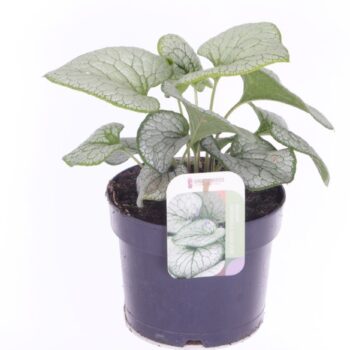 Brunnera Silver Spear