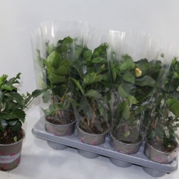 Hibiscus rosa sinensis 3+ "Enjoy the Summer®" mix dubbelbloemig