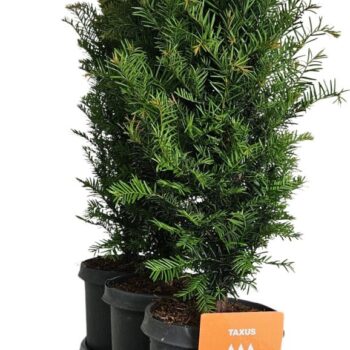 Hedgeline Taxus baccata C4