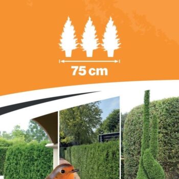 Hedgeline Thuja occidentalis Brabant