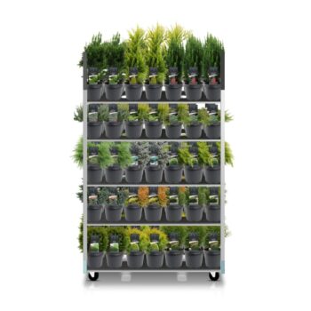 Coniferenmix assortiment cc