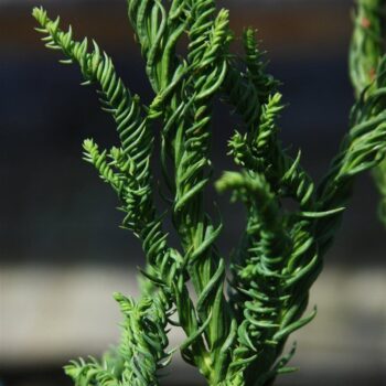 Cryptomeria japonica 'Rasen'