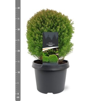 Thuja occidentalis 'Teddy'