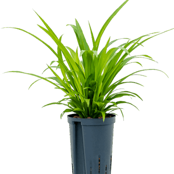 Chlorophytum comosum 'Lemon'