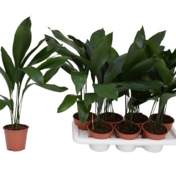 Aspidistra elatior P14