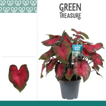 Caladium Red
