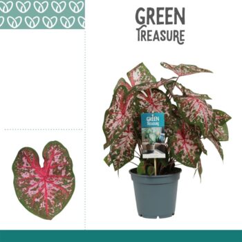 Caladium Pink
