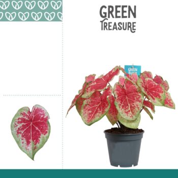 Caladium Bicolor