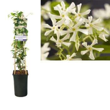 Trachelospermum jasminoides