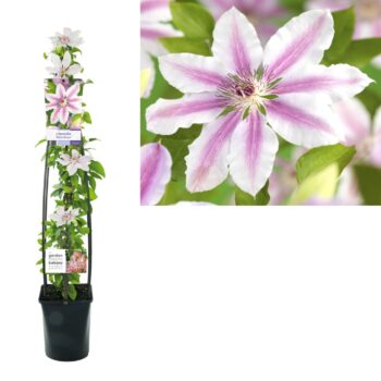 Clematis nelly moser