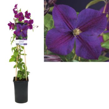 Clematis star of india