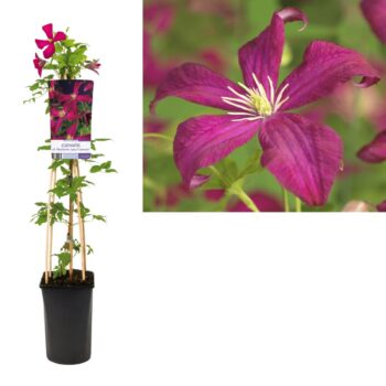 Clematis vit. madame julia correvon