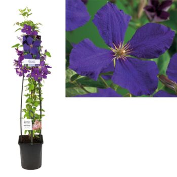 Clematis jackmanii