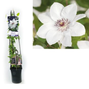 Clematis miss bateman