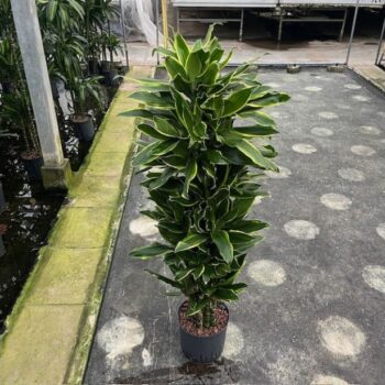 Dracaena Gold Coast