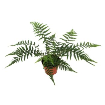 Dicksonia Antarctica