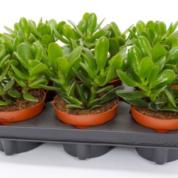 Crassula magical tree 12 WOODS