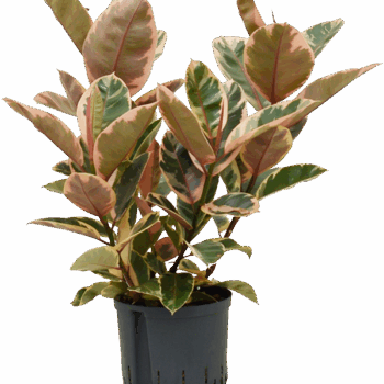 Ficus elastica 'Belize' Bush