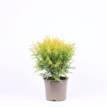 Thuja occidentalis 'Golden Globe'