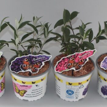 Buddleja mix C2