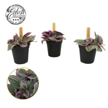 Tradescantia Sweetness