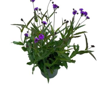 Verbena Rigida 'Venosa'