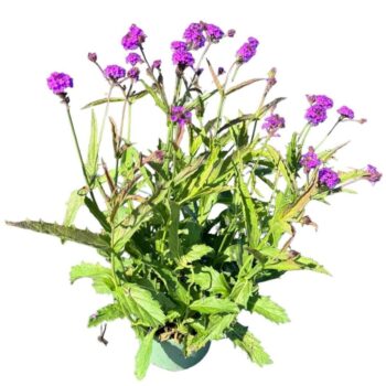 Verbena Rigida 'Venosa'