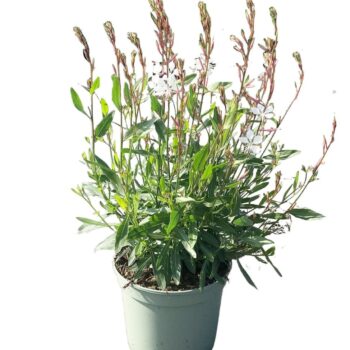 Gaura 'Whirling Butterfly'