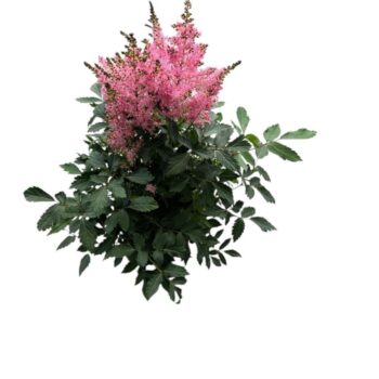 Astilbe 'Younique Pink'