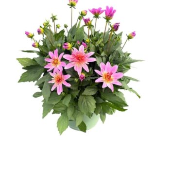 Dahlia Labella 'Maggoire Rose Bicolour'