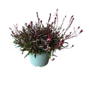 Gaura Lindheimeri 'Pink'