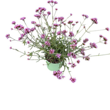 Verbena Bonariensis 'Lollipop'