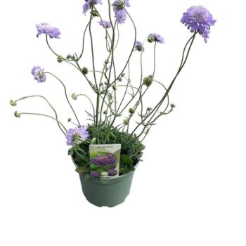 Scabiosa 'Butterfly Blue'