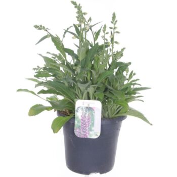 Digitalis Pink Panther